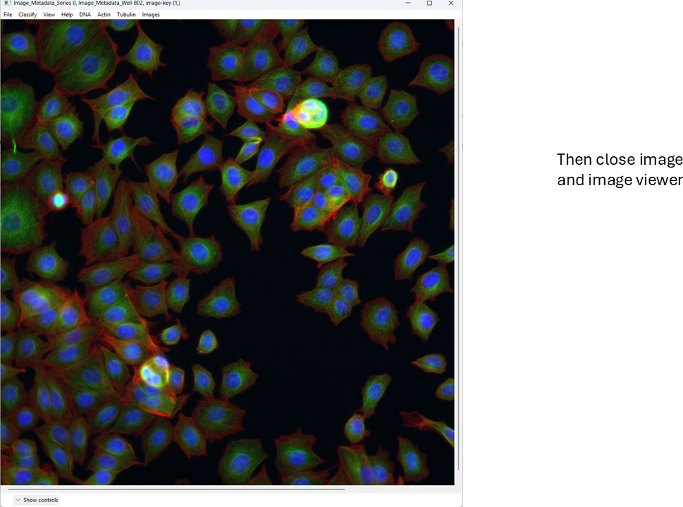 Multi-channel image in CellProfiler Analyst after setting DNA to blue, actin to green, and tubulin to red.