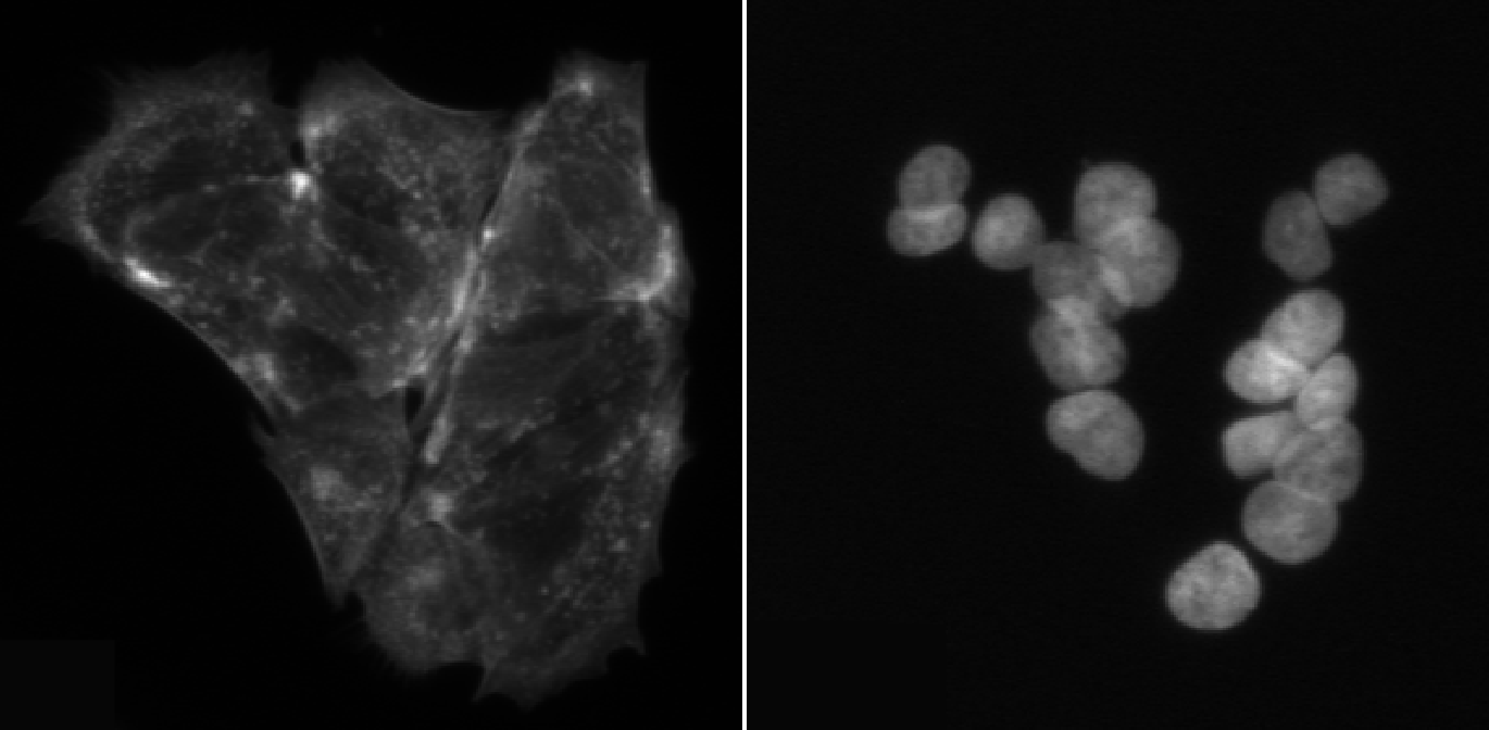 Side by side image of cells stained for microtubules and nuclei. Nuclei are more easily discerned from each other.